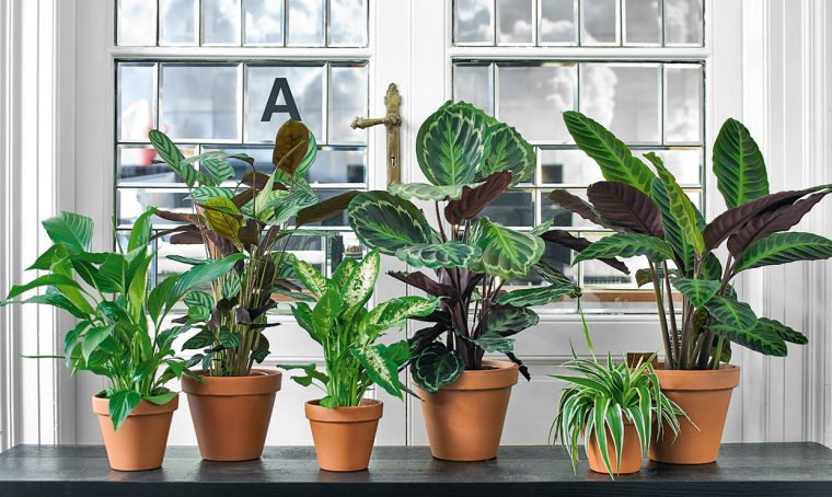 Le piante antismog