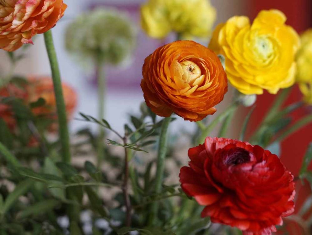 Il significato dei fiori