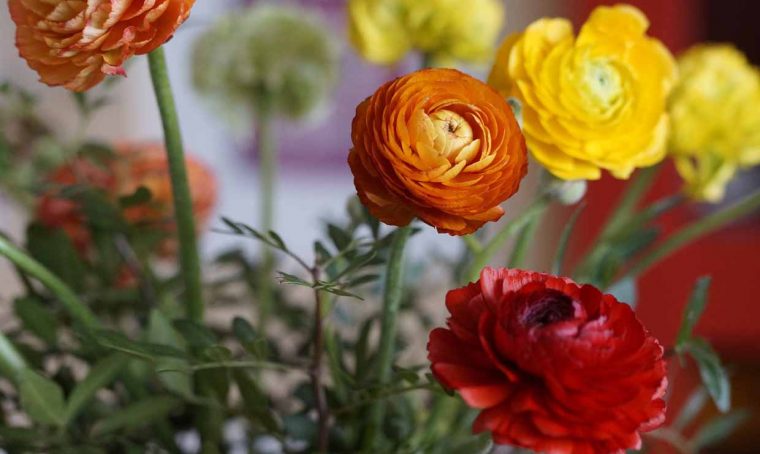 Il significato dei fiori