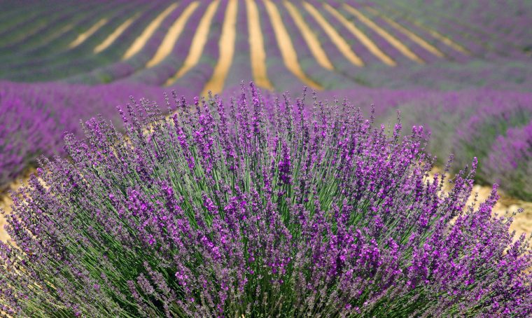 Come utilizzare la lavanda in casa