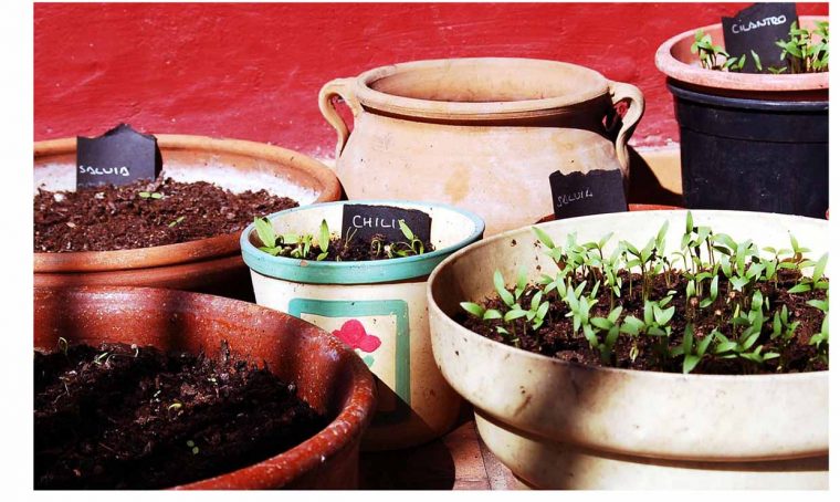 10 motivi per fare giardinaggio