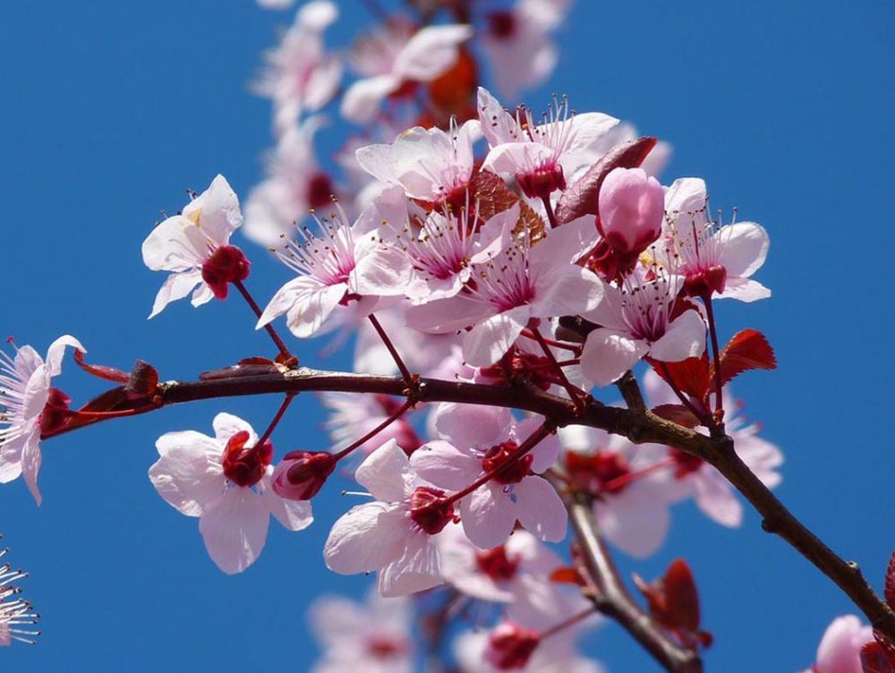 Fiori che annunciano la primavera