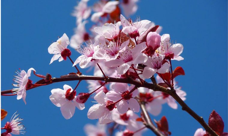 Fiori che annunciano la primavera
