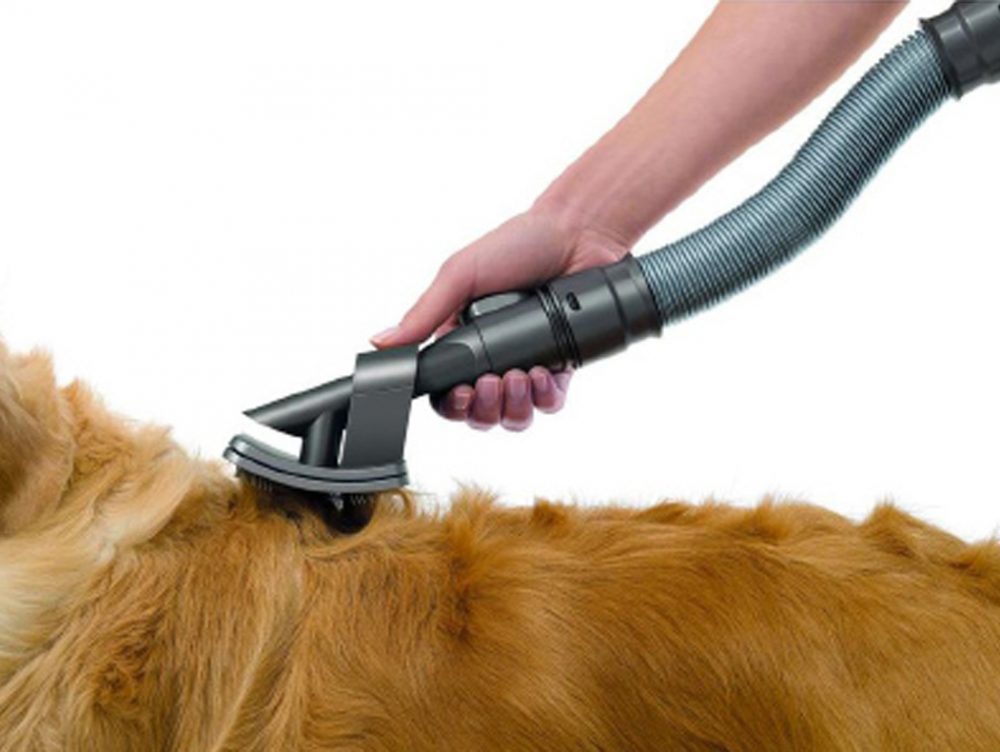Animali in casa: consigli per le pulizie
