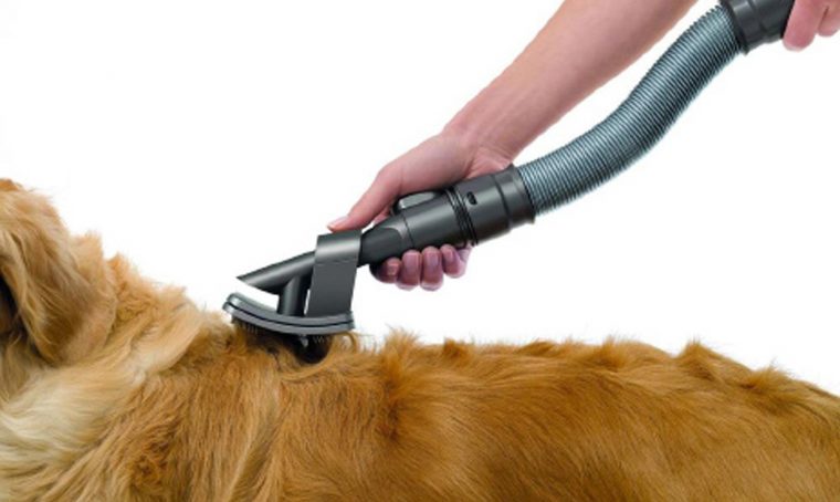 Animali in casa: consigli per le pulizie