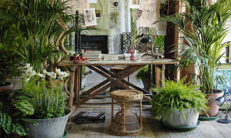 Come curare le piante tropicali