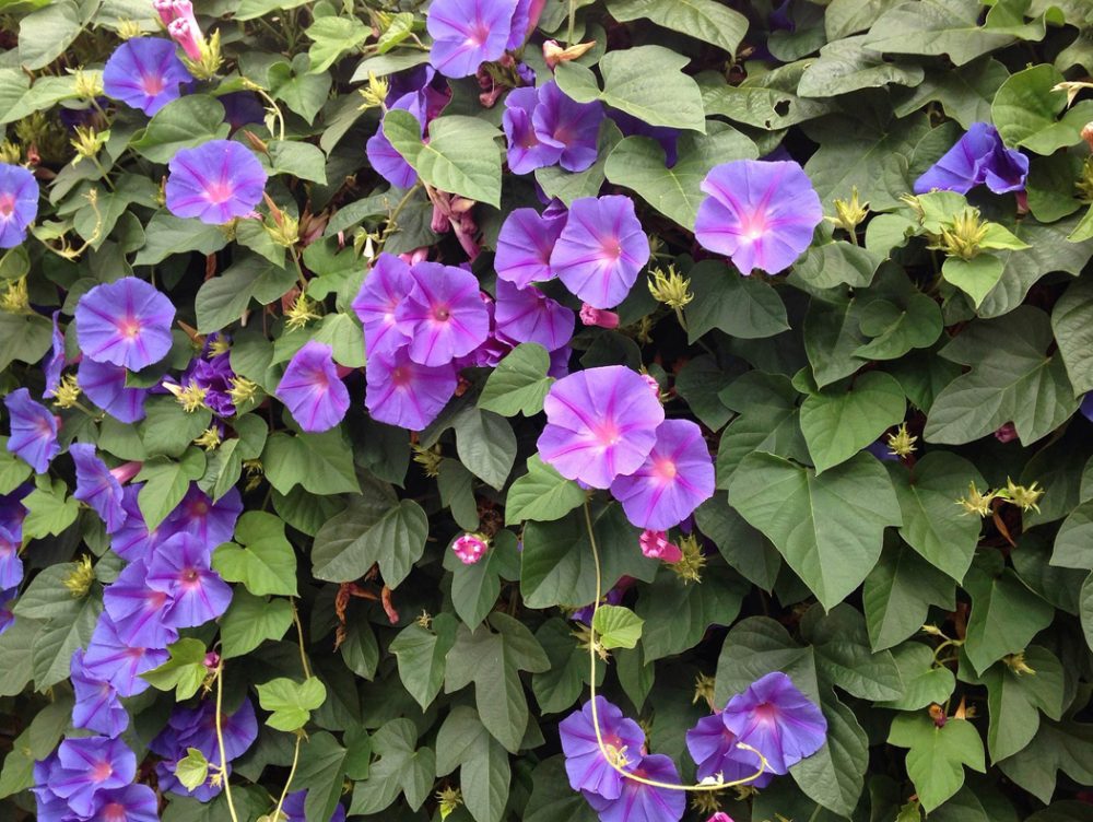 Rampicanti con i fiori