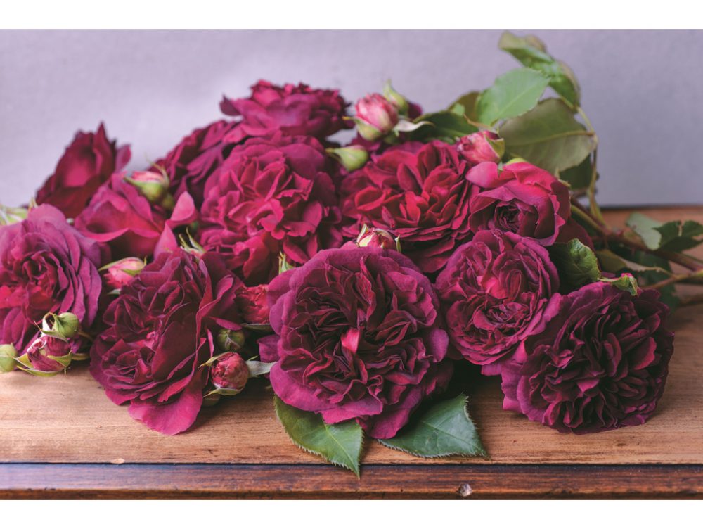 Come scegliere e coltivare le rose
