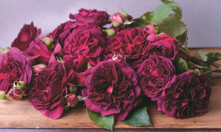 Come scegliere e coltivare le rose