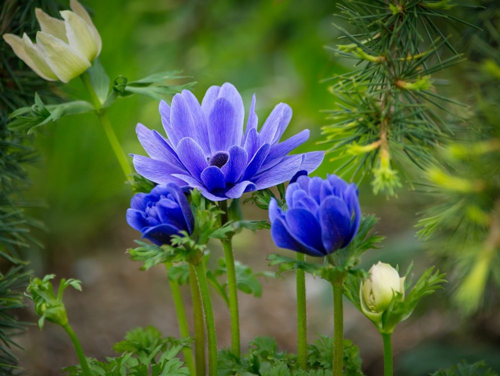 Piante che fioriscono in estate