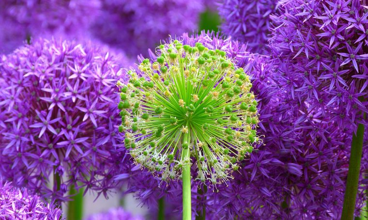 Solstizio d'estate negli Orti Botanici