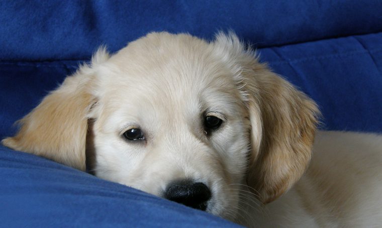 Assicurare gli animali domestici