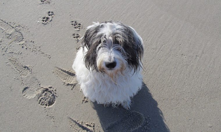 Assicura il tuo animale domestico per le vacanze