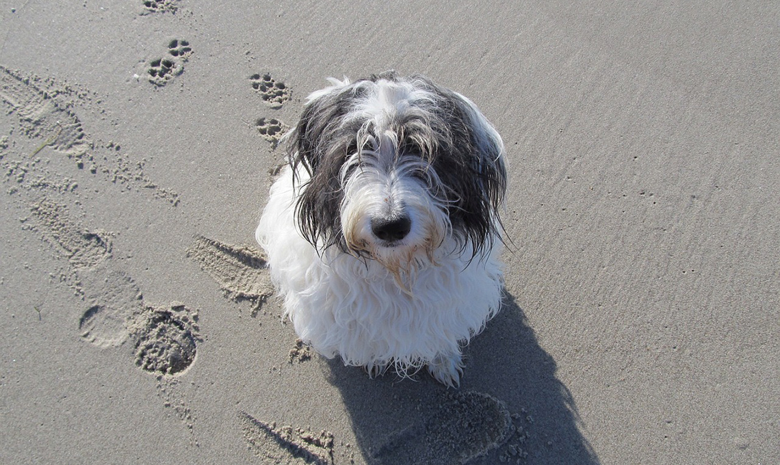 Assicurare gli animali in vacanza