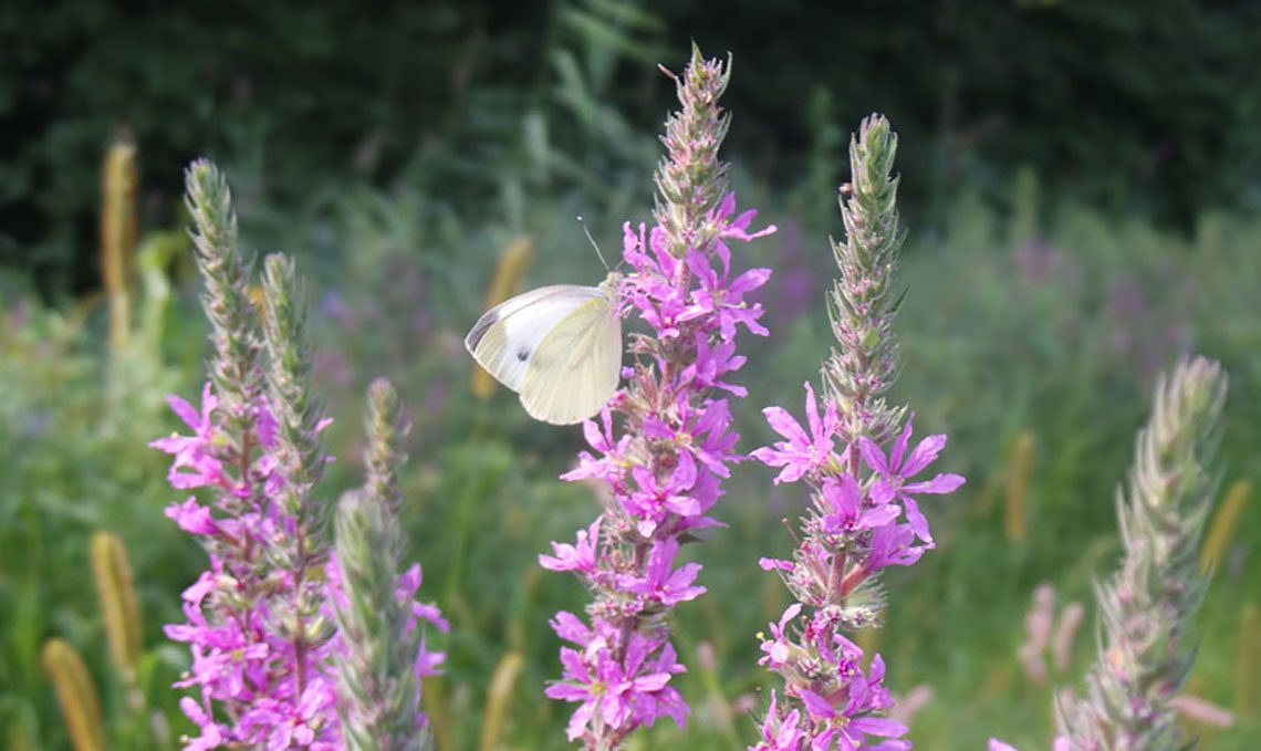 fiori di campo