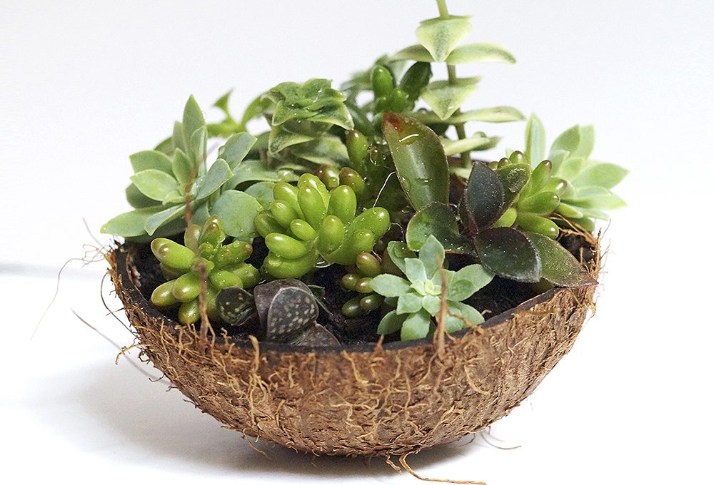 Contenitori creativi per piante grasse