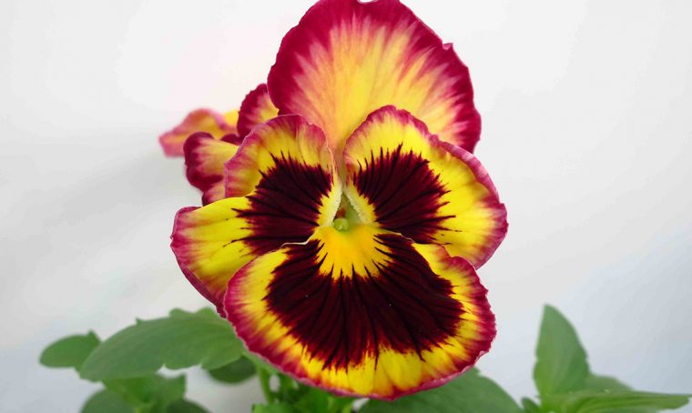 100 sfumature di… viole