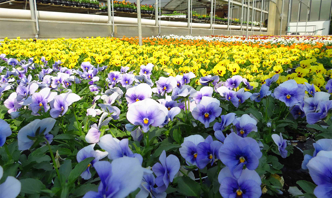 CasaFacile giardinaggio - Viole