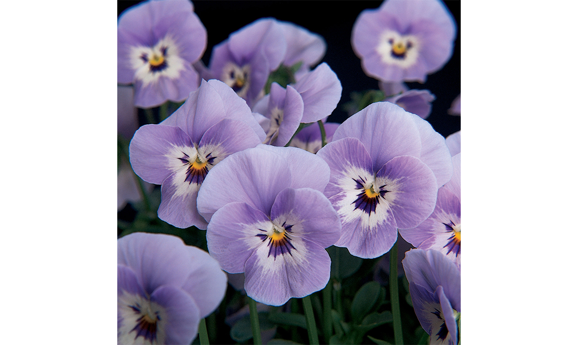 CasaFacile giardinaggio - viola cornuta marina, uno degli ultimi colori introdotti