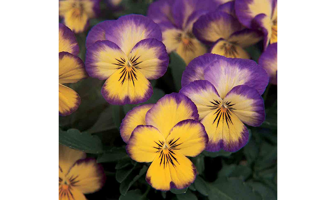 CasaFacile giardinaggio - viole Lemon Swirl