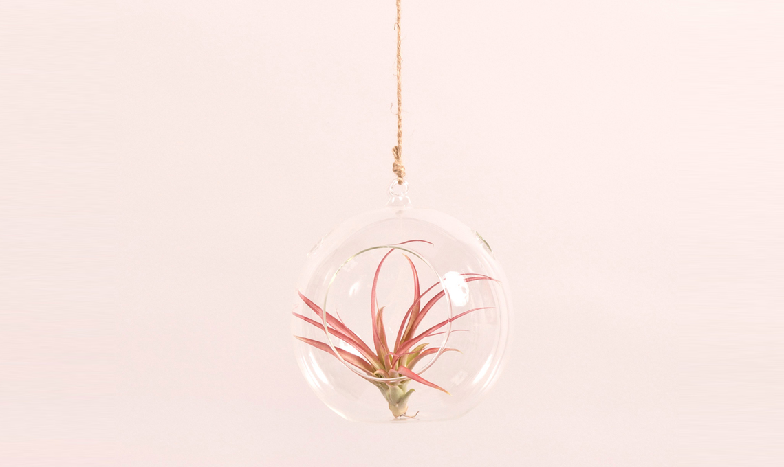 Tillandsia sospesa in una bolla di vetro / tillairplant.com