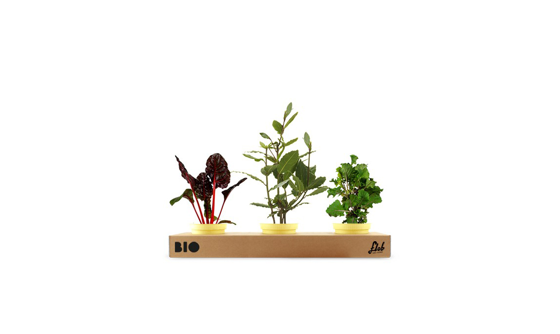 Un set di piante della nonna: alloro, bieta, cavolo var. Gemmifera / flobflower.com