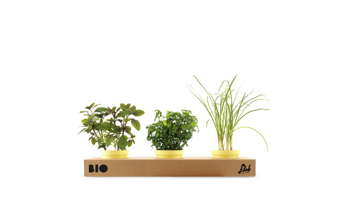 Un set di piante aromatiche dal sapore forte: basilico blu, erba aglio, erba fungo / flobflower.com