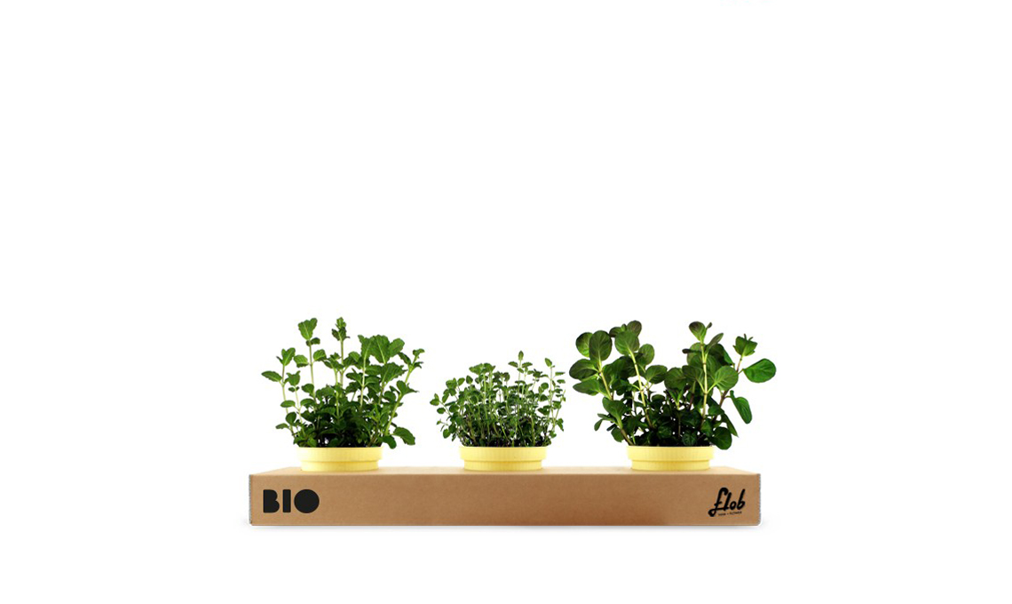 Un set di piante aromatiche freschissime: menta mandarino, menta marocchina, menta fragola / flobflower.com