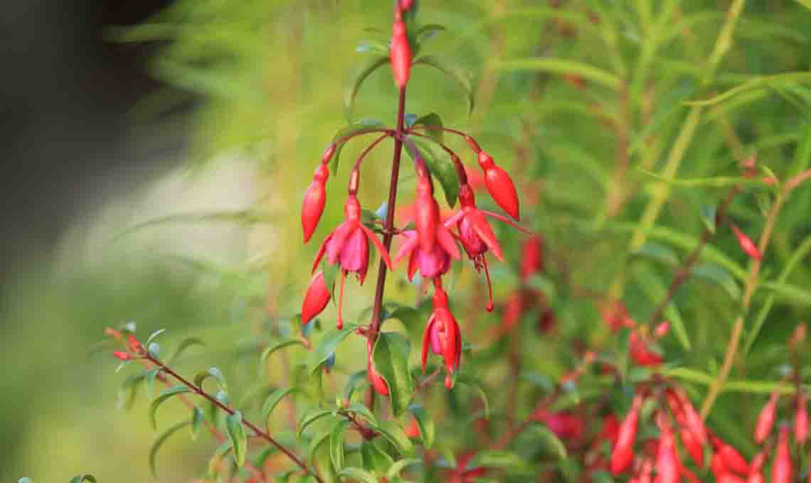 Orticolario Fuchsia 'Riccartonii'