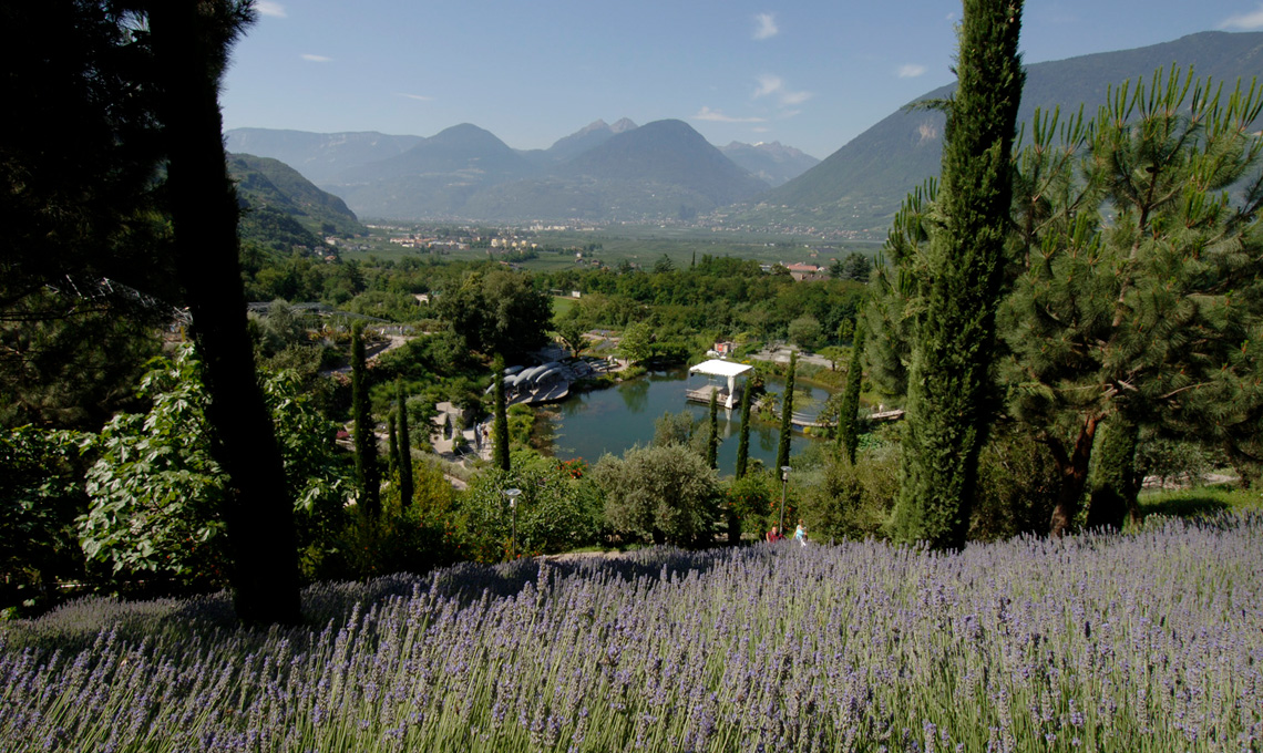 Campi di lavanda - Giardini di Castel Trauttmansdorff