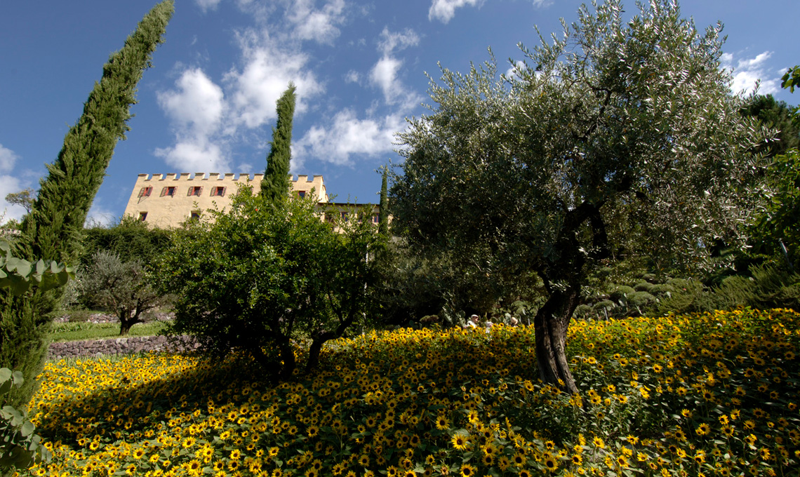 Oliveto - Giardini di Castel Trauttmansdorff