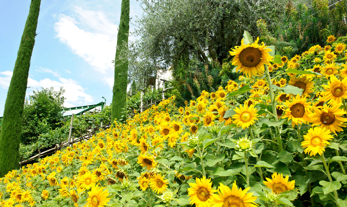 Girasoli nell'oliveto - Giardini di Castel Trauttmansdorff