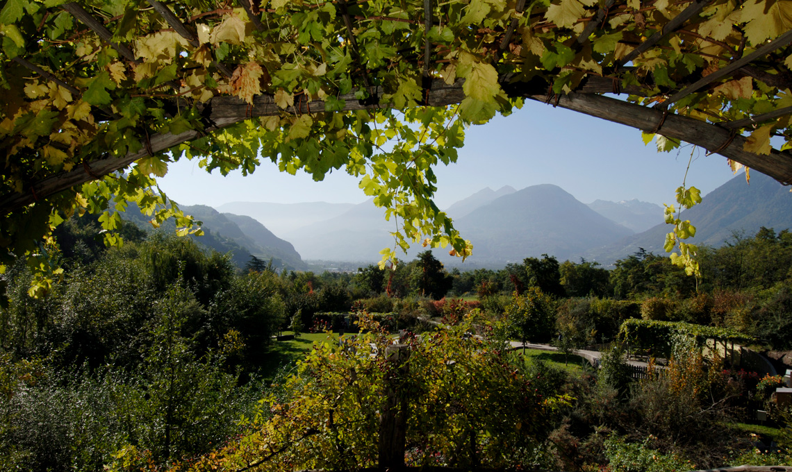 Vigneto - Giardini di Castel Trauttmansdorff