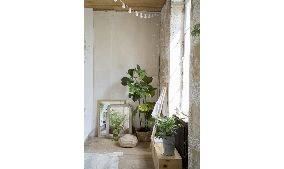 piante in casa