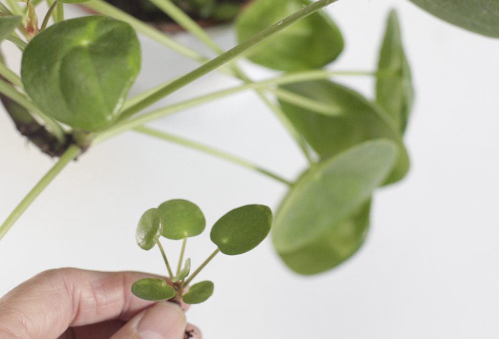 Come moltiplicare la Pilea peperomioides