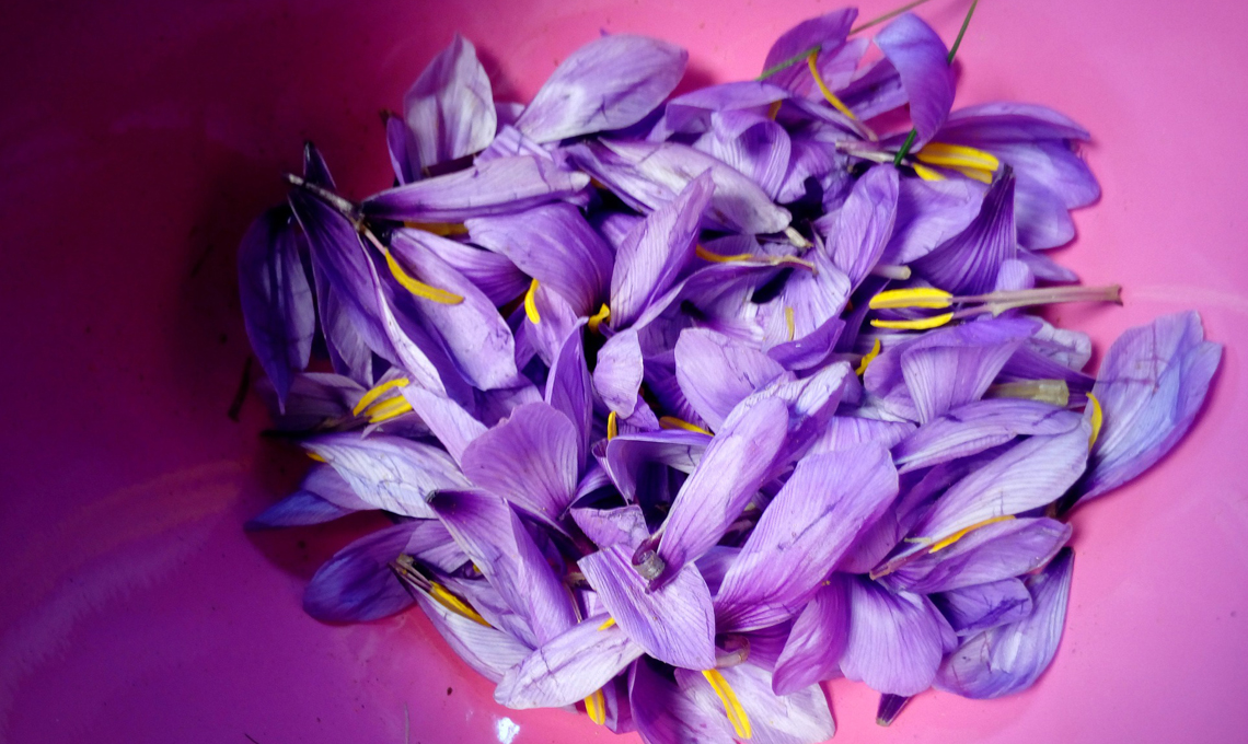 Fiori di zafferano