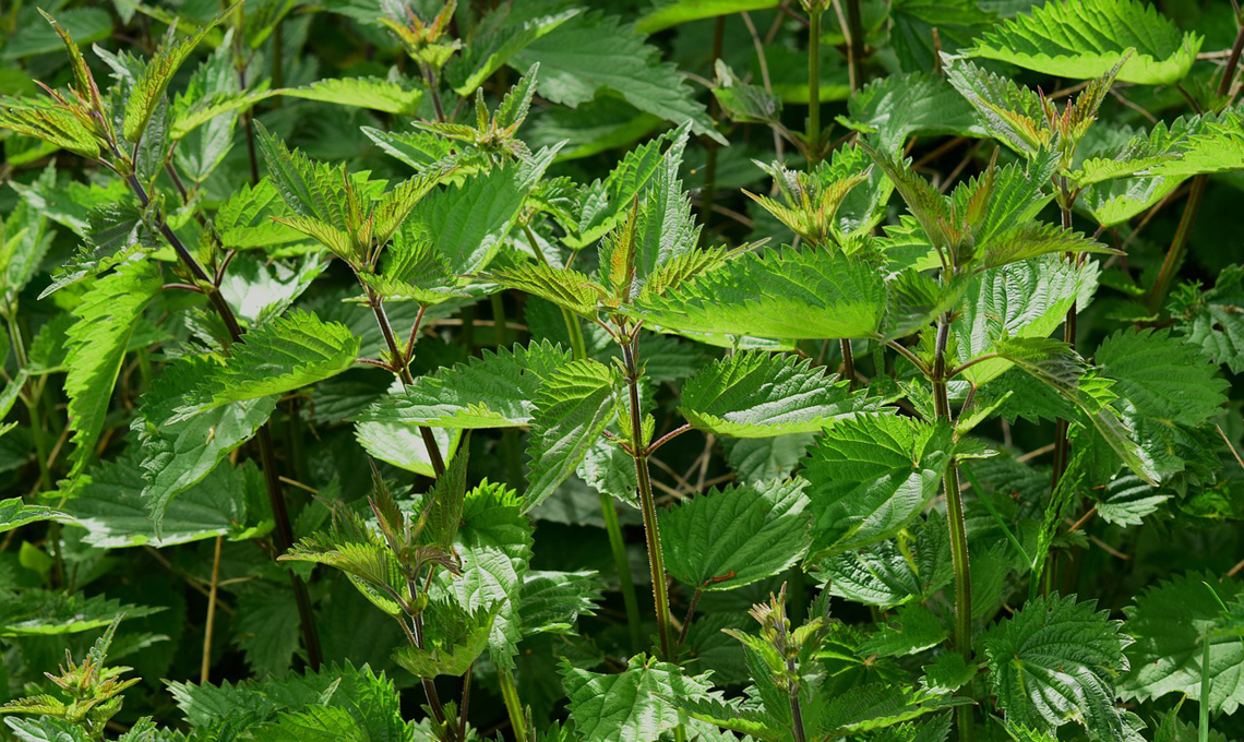 pianta