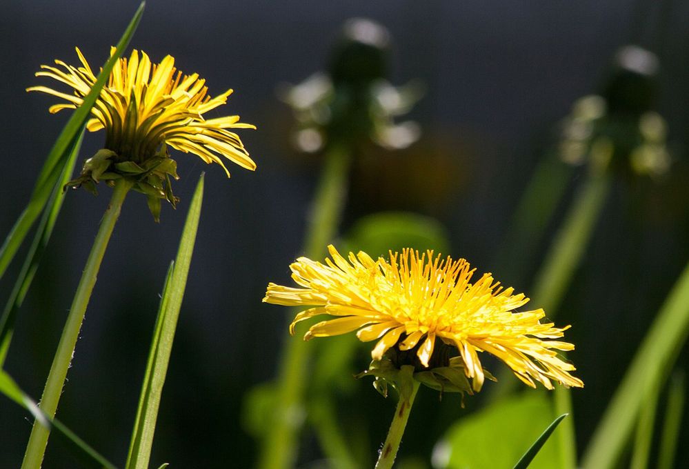 Osserva i fiori spontanei e capirai i tipi di terreno