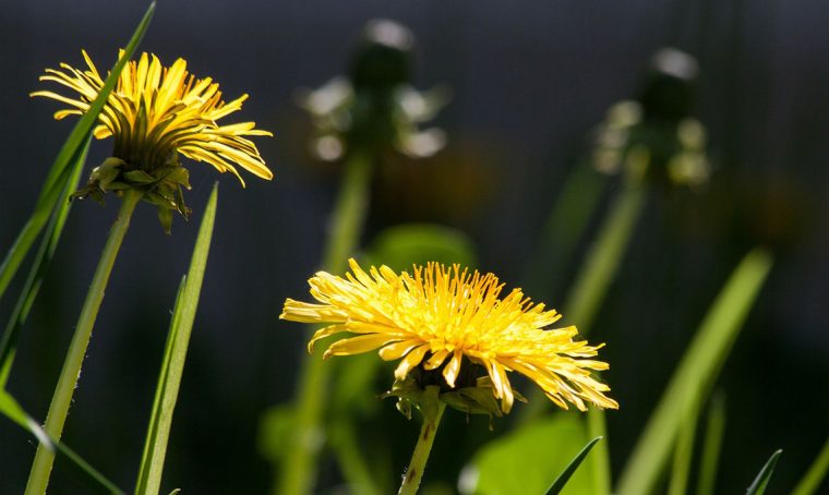 Osserva i fiori spontanei e capirai i tipi di terreno