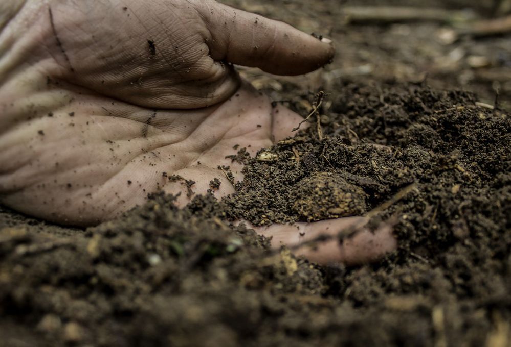 I test fai-da-te per riconoscere che terreno hai in giardino
