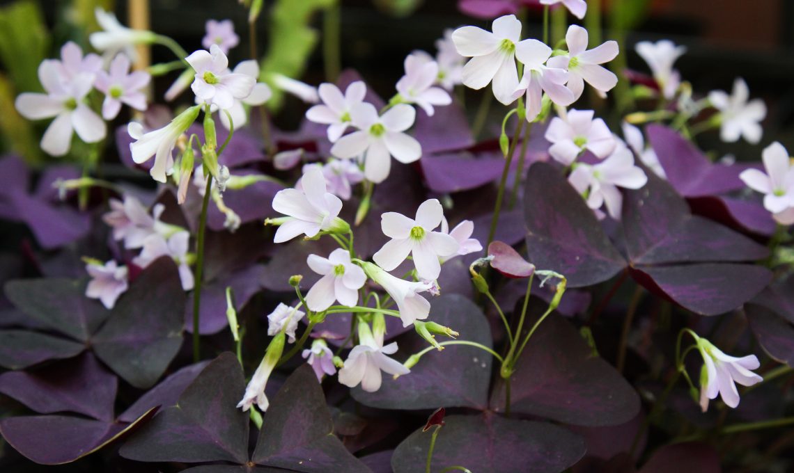 Oxalis triangularis