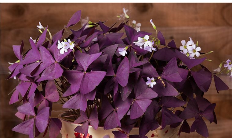 Come coltivare l’oxalis acetosella
