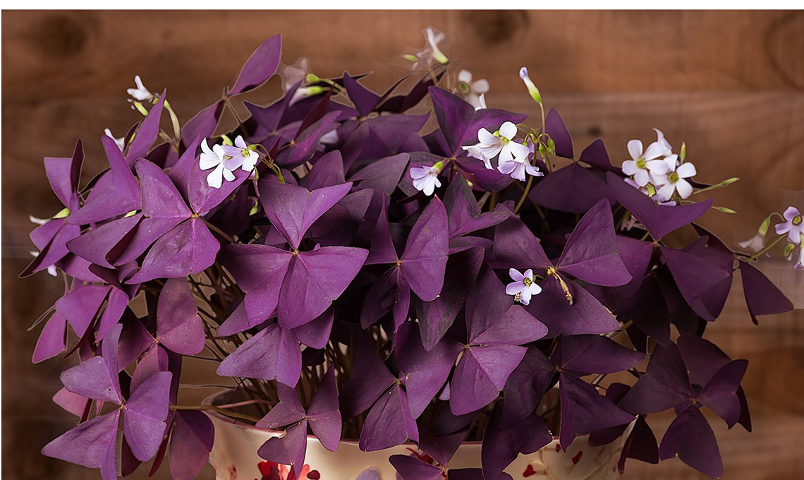 Pianta di Oxalis Triangilaris
