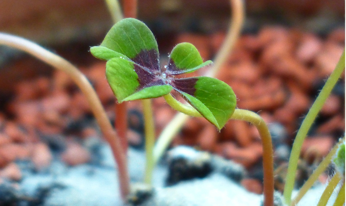 Oxalis resistente al gelo