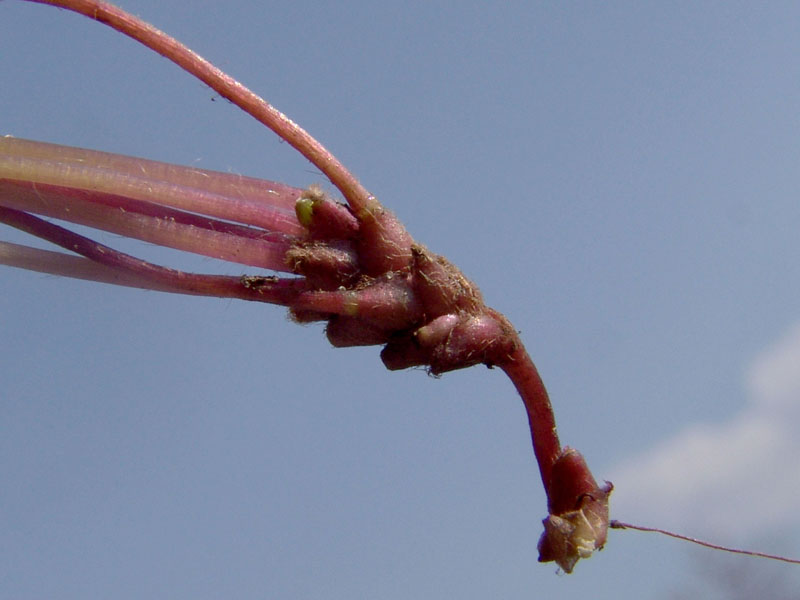 Rizomi Oxalis