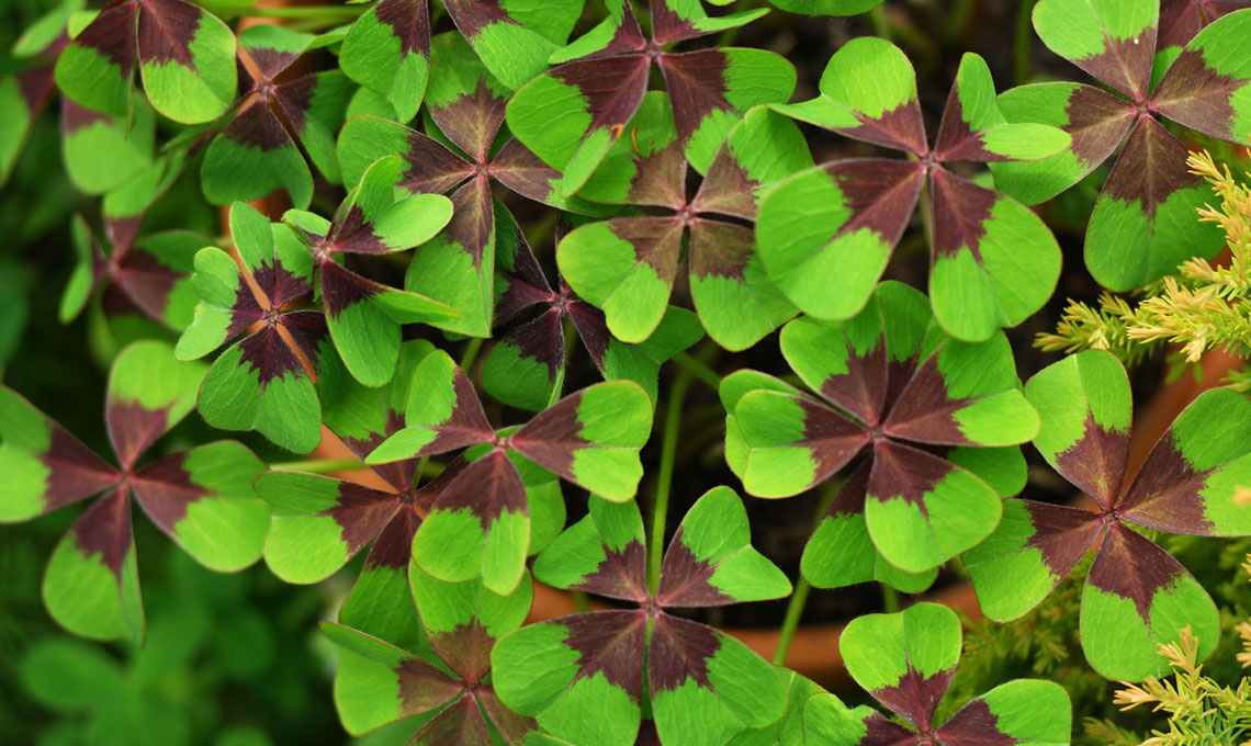 Oxalis tetraphylla