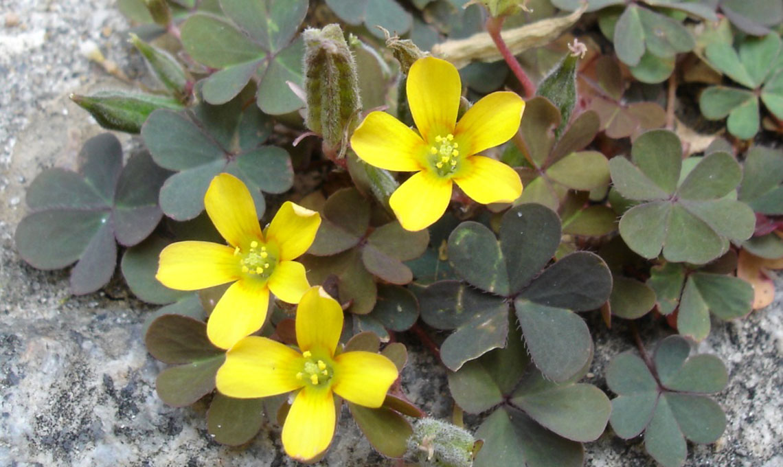 Oxalis corniculata