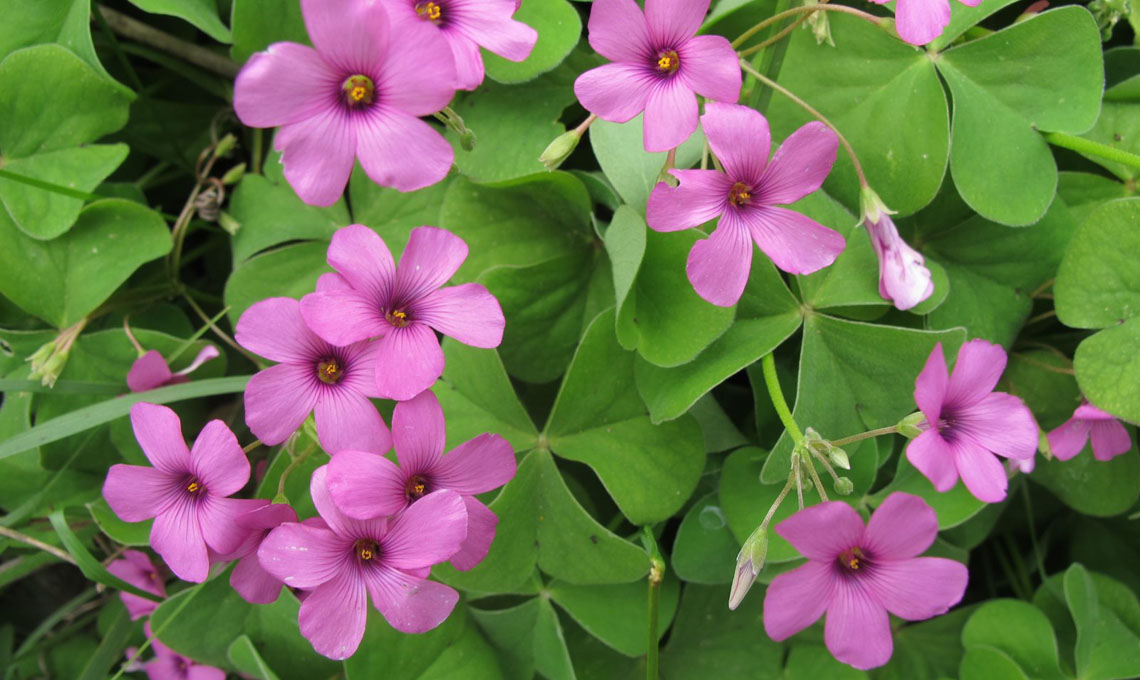 Oxalis articulata