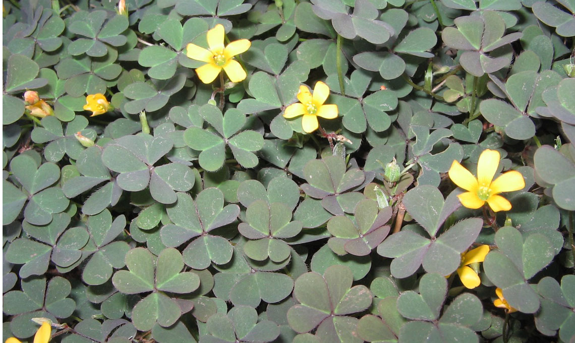 Oxalis corniculata