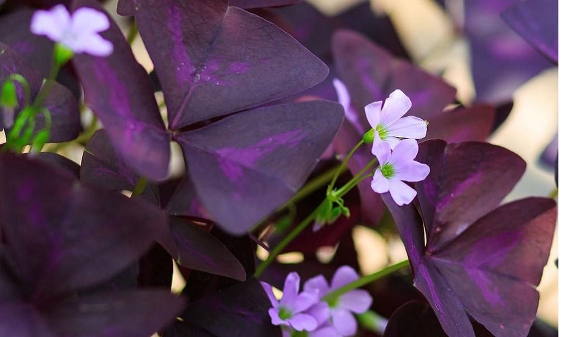 Oxalis triangularis